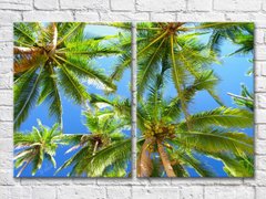 Листья пальмы на фоне неба