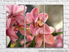 Розовые цветки орхидеи с пестрой сердцевиной