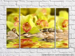 Салатовые цветки орхидеи у воды