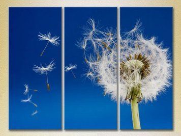 Triptic Păpădia zburătoare_02