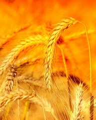 Фотообои Колоски пшеницы