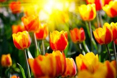 Фотообои Поле желто-красных тюльпанов