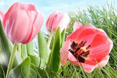 Фотообои Розовые тюльпаны на фоне неба