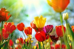 Фотообои Разноцветные тюльпаны в солнечных лучах