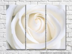 Mug de trandafir alb
