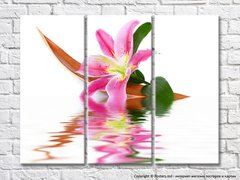 Цветок розовой лилии у воды