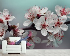 Ramura Sakura pe un fundal turcoaz