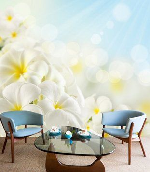 Flori mari de plumeria albă la soare