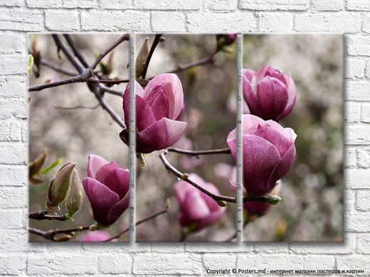 Flori mari de magnolie pe ramuri goale