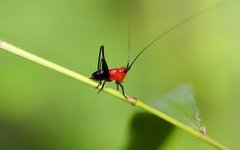 Insects_03