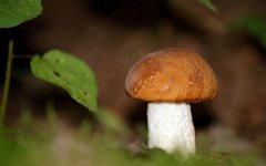 Фотообои Белый гриб