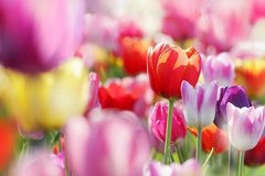 Фотообои Разноцветные тюльпаны