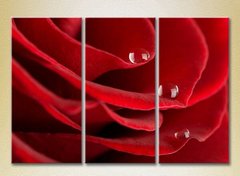 Triptic Picături pe un trandafir roșu_02