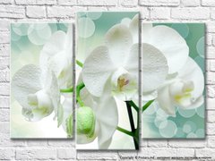 Ветка белой орхидеи на зеленом фоне
