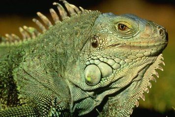 Reptile_04