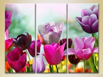 Triptic C&acirc;mp de lalele colorate
