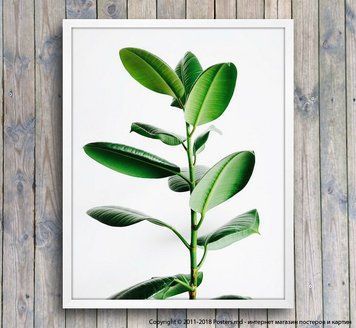 Poster cu frunze de ficus verde &icirc;nchis, foto