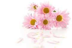 Fototapet Buchet de crizanteme roz