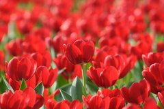 Фотообои Поле тюльпанов красных