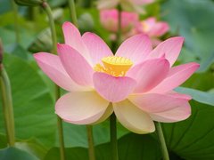 Fototapet Floare de lotus lângă apă