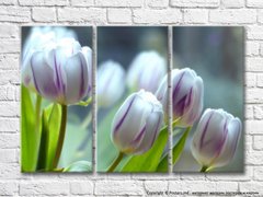 Крупные цветки пестрых бело сиреневых тюльпанов