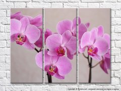 Светло сиреневые орхидеи на сером фоне