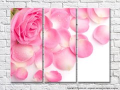 Цветок розовой розы и лепестки