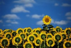 Fototapet Câmp de floarea soarelui cu fața la soare