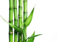 Fototapet Tulpini de bambus