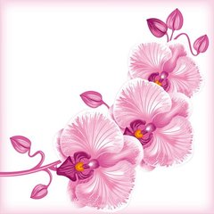 Fototapet Ramă de orhidee roz