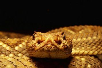 Reptile_05