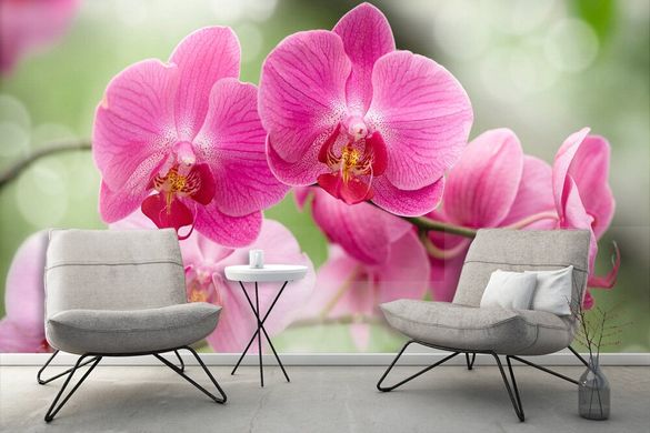 Orhidee roz pe fundal verde