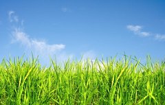 Fototapet iarbă verde și cer