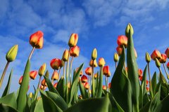 Фотообои Поле нераспустившихся тюльпанов