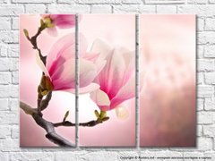 Ramura roz de magnolie pe fundal roz