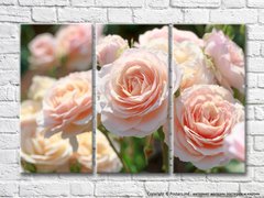Пионовидные розы персикового цвета