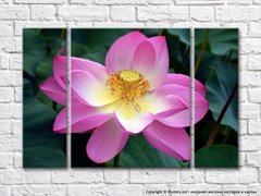Lotus roz pe fundal frunze verde închis