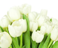 Фотообои Белые тюльпаны на белом фоне