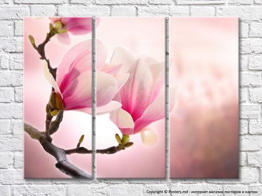 Ramura roz de magnolie pe fundal roz