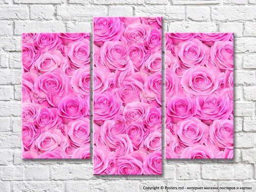 Triptic de trandafiri roz luxurianți