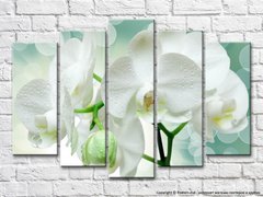Белая ветка орхидеи на зеленом фоне