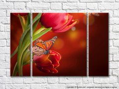 Бабочка на цветке тюльпана на оранжевом фоне