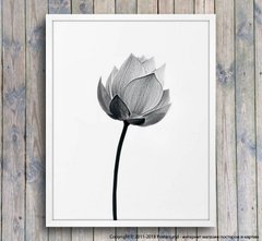 Poster lotus monocrom, foto