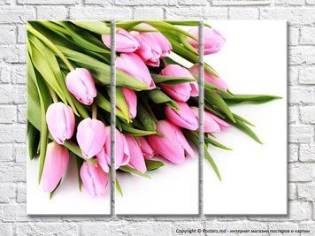 Buchet de lalele roz pe fundal alb