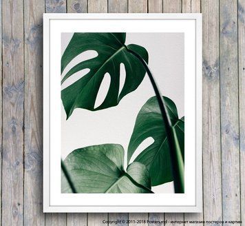 Poster frunze de plante tropicale verde &icirc;nchis, foto