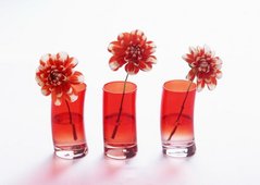 Fototapet Dahlia roșie într-un pahar