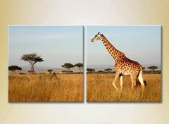 Диптих Жирафы, Африка_01