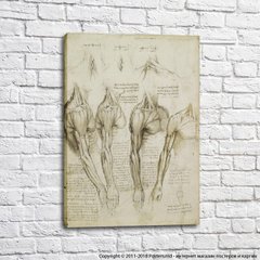 Mușchii umerilor, brațele gâtului, Da Vinci